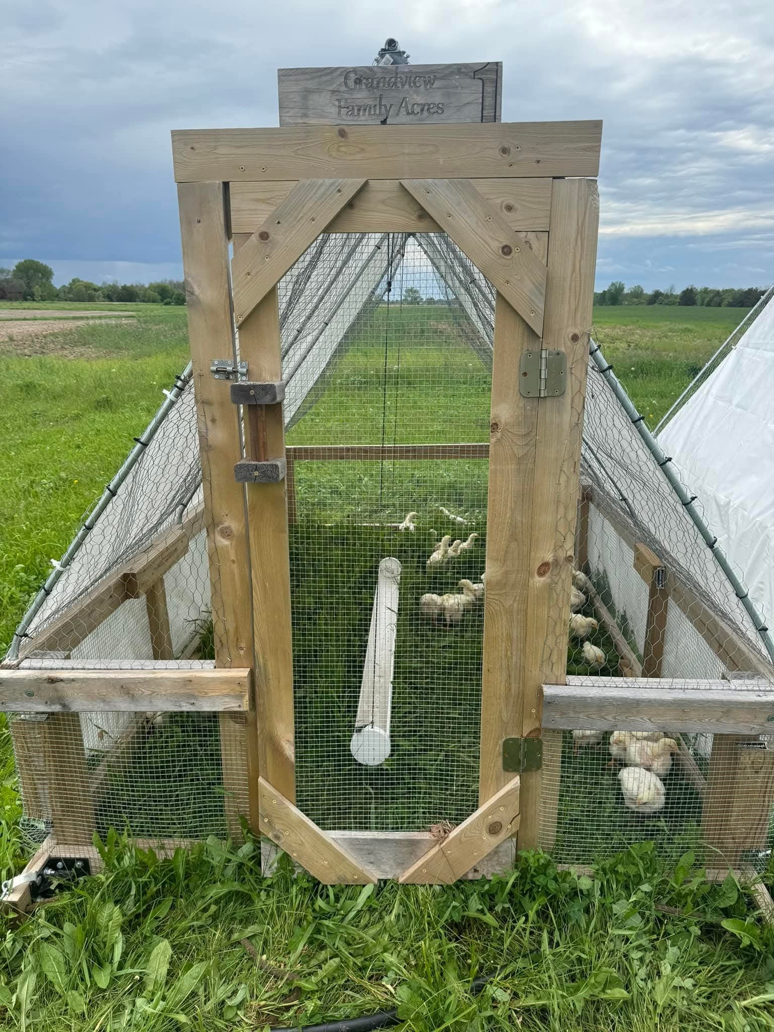 Mobile chicken tractor in pasture at Grandview Family Acres