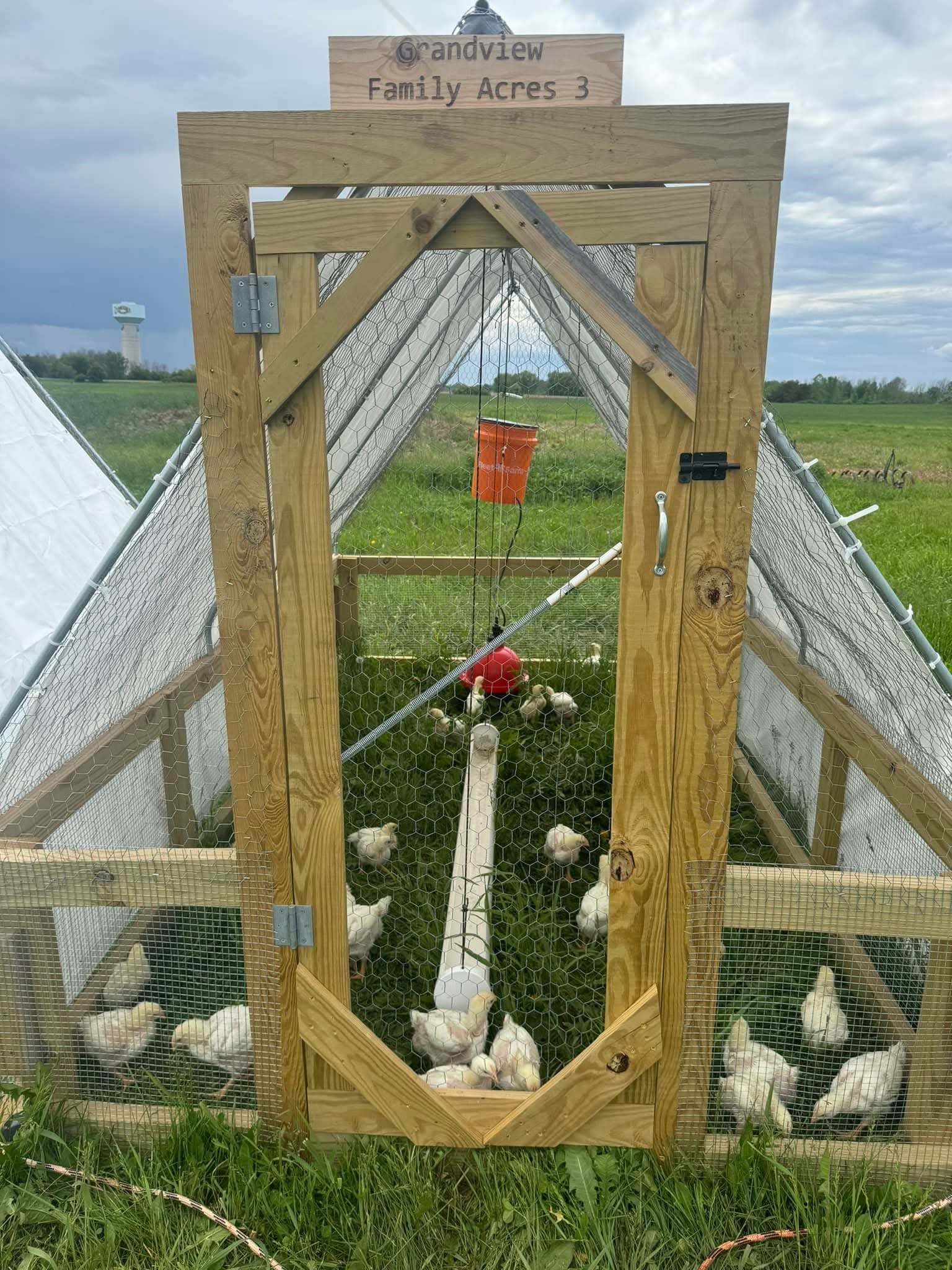 Young pasture-raised chickens exploring grass at Grandview Family Acres